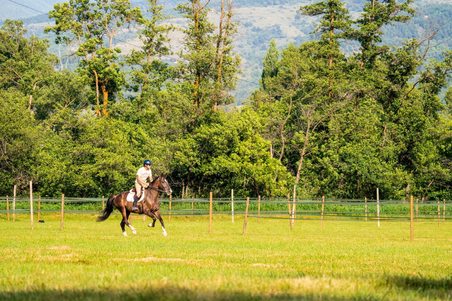 Caballo al galope en los prados