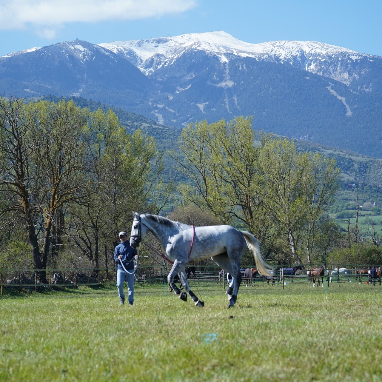 Caballo frente a la Masella nevada